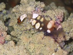 anemone shrimp took last may 2005 at anilao batangas dive... by Ernesto Yu 